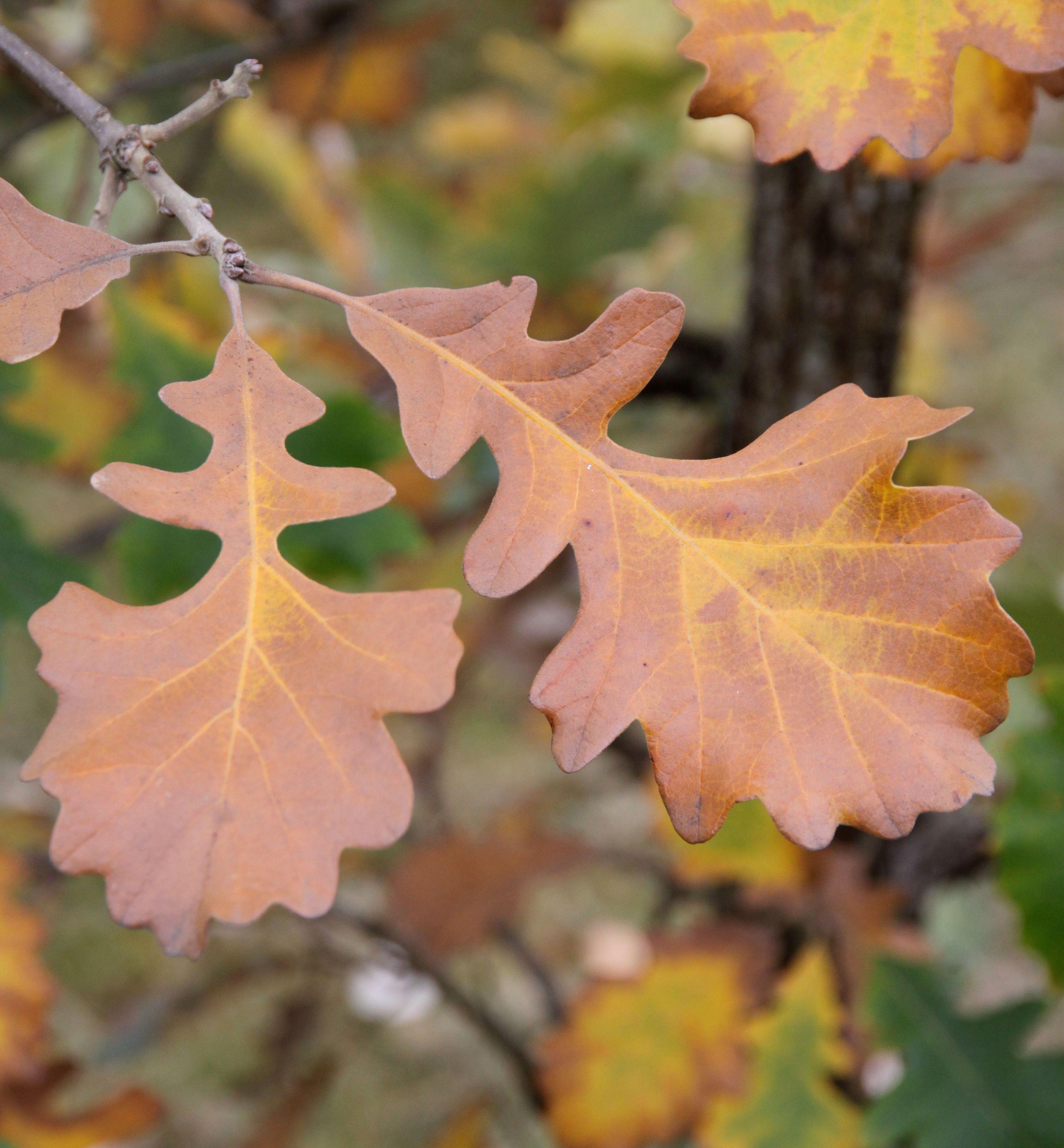 Urban Pinnacle® Bur Oak Natorp's Online Plant Store